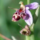 Ophrys - Ragwurz