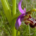 ophrys scolopax