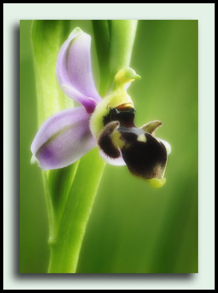 Ophrys scolopax