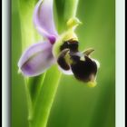 Ophrys scolopax