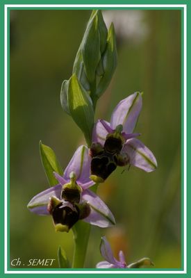 ophrys scolopax (becasse)
