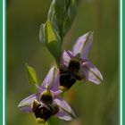 ophrys scolopax (becasse)