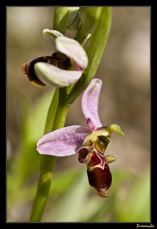 Ophrys scolopax