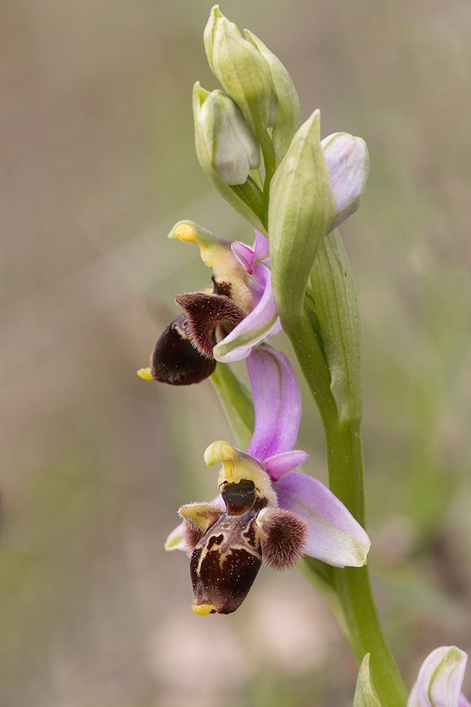 Ophrys scolopax génération 2021