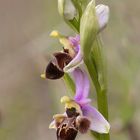 Ophrys scolopax génération 2021