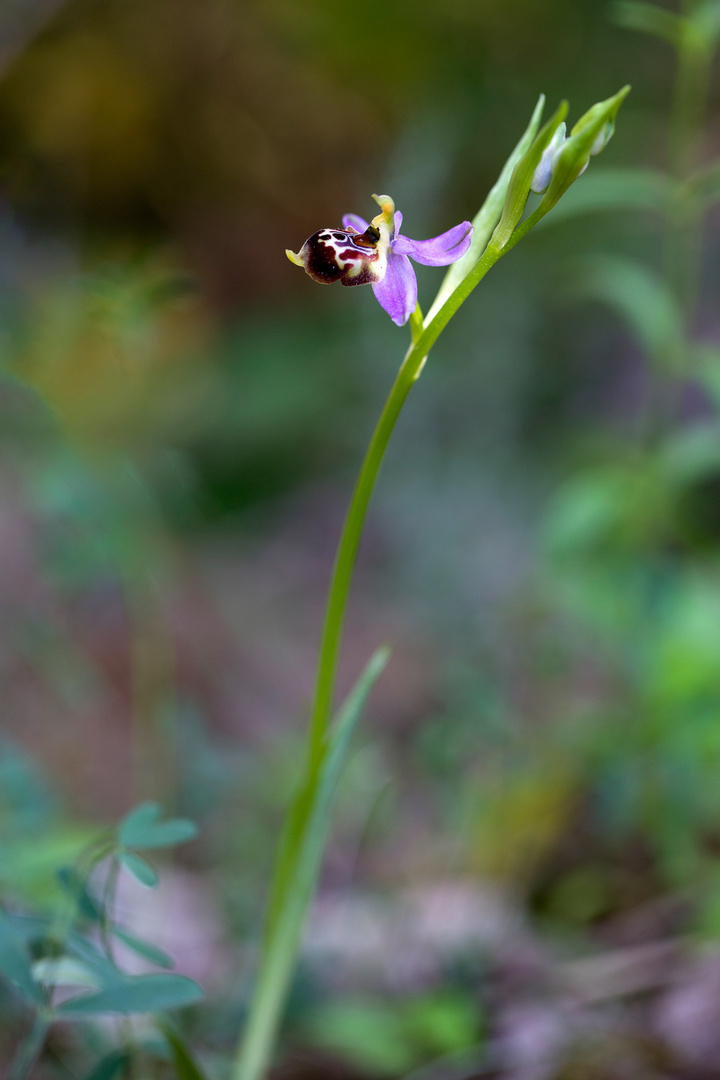 Ophrys scolopax ( je  pense )