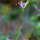 Ophrys scolopax ( je  pense )