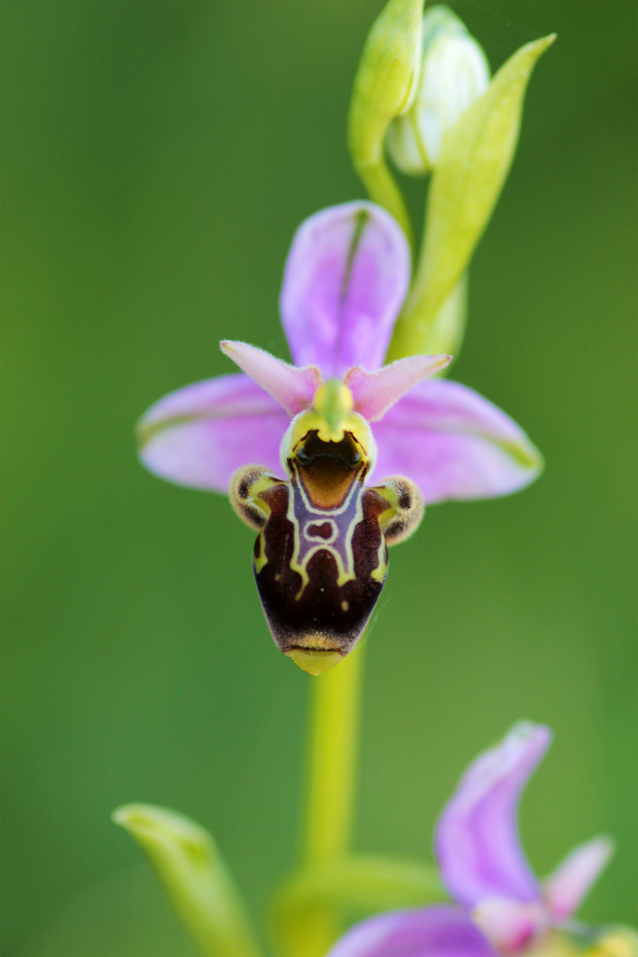 Ophrys scolopax Saint-Maurice de Tavernole