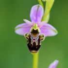 Ophrys scolopax Saint-Maurice de Tavernole