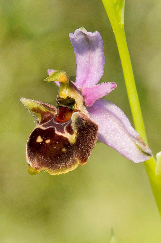 Ophrys scolopax subsp cornuta