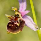 Ophrys scolopax subsp cornuta