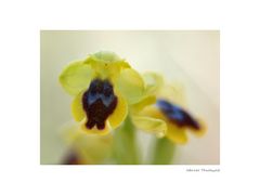 Ophrys sicula