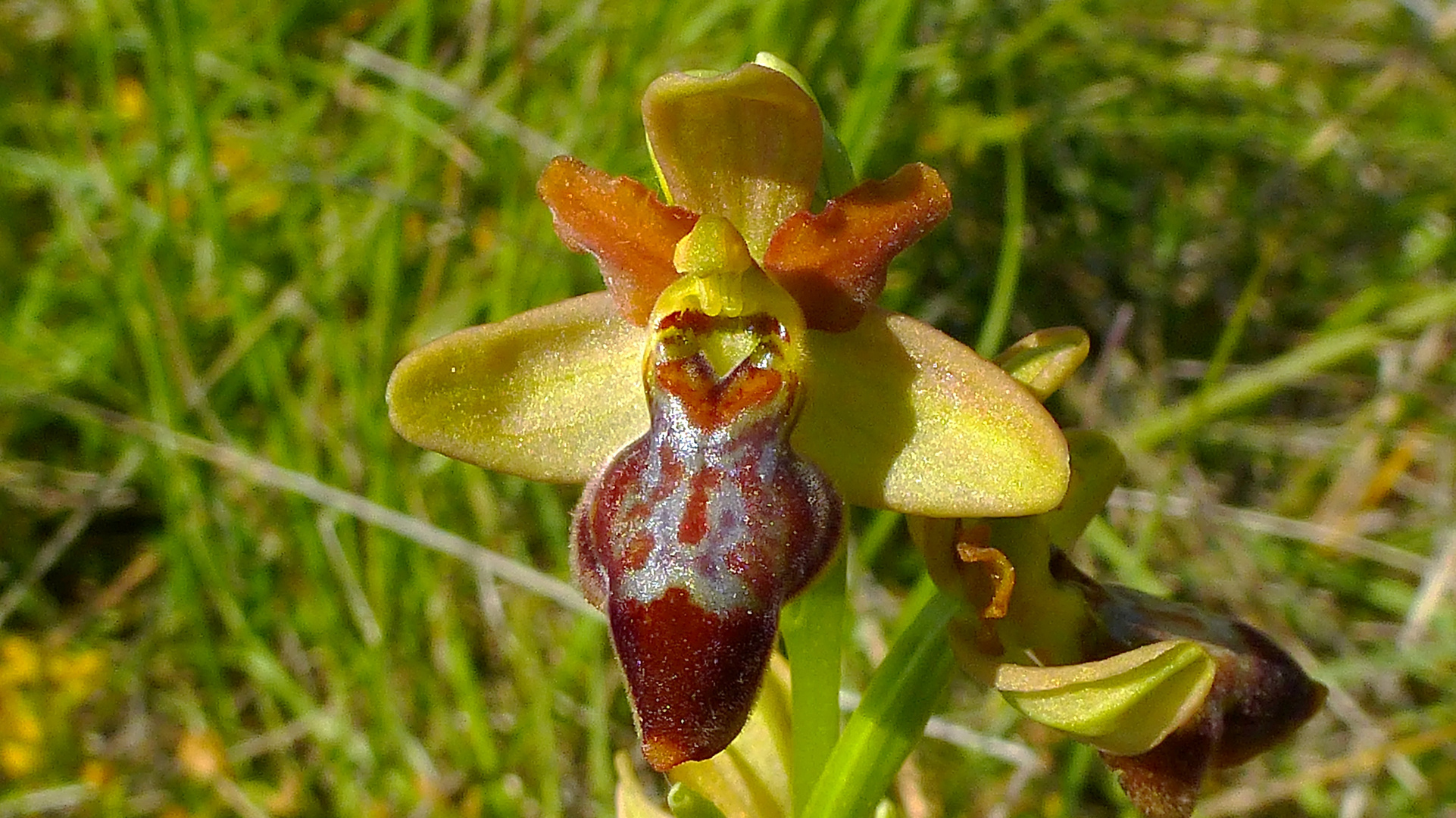 ophrys souliei