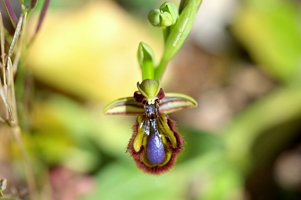 Ophrys sp