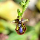 Ophrys sp
