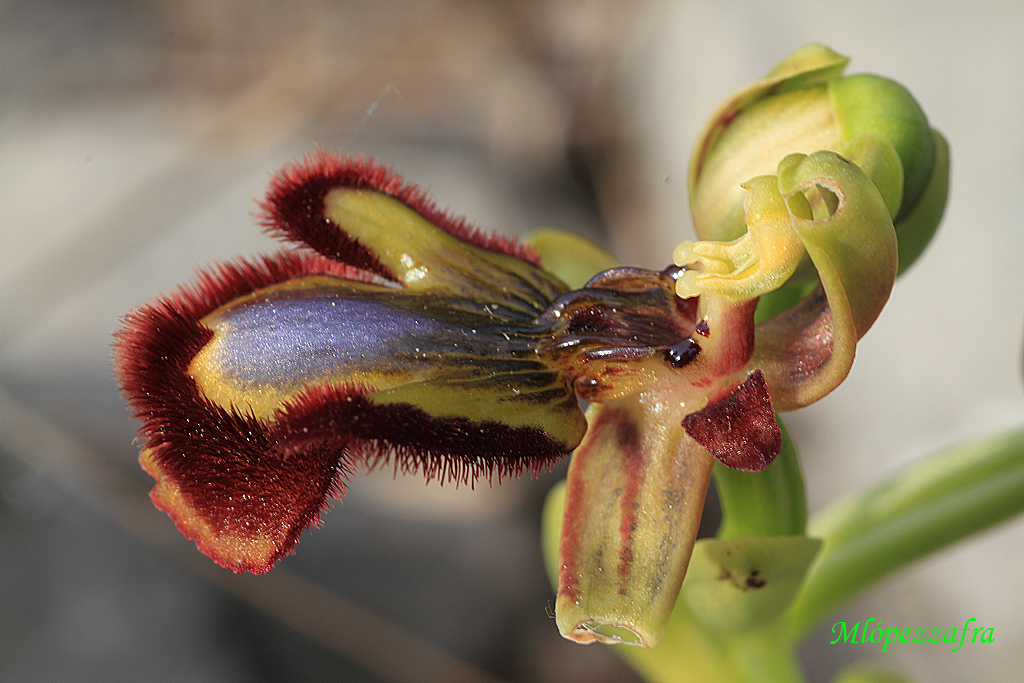 Ophrys speculum.