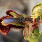 Ophrys speculum.