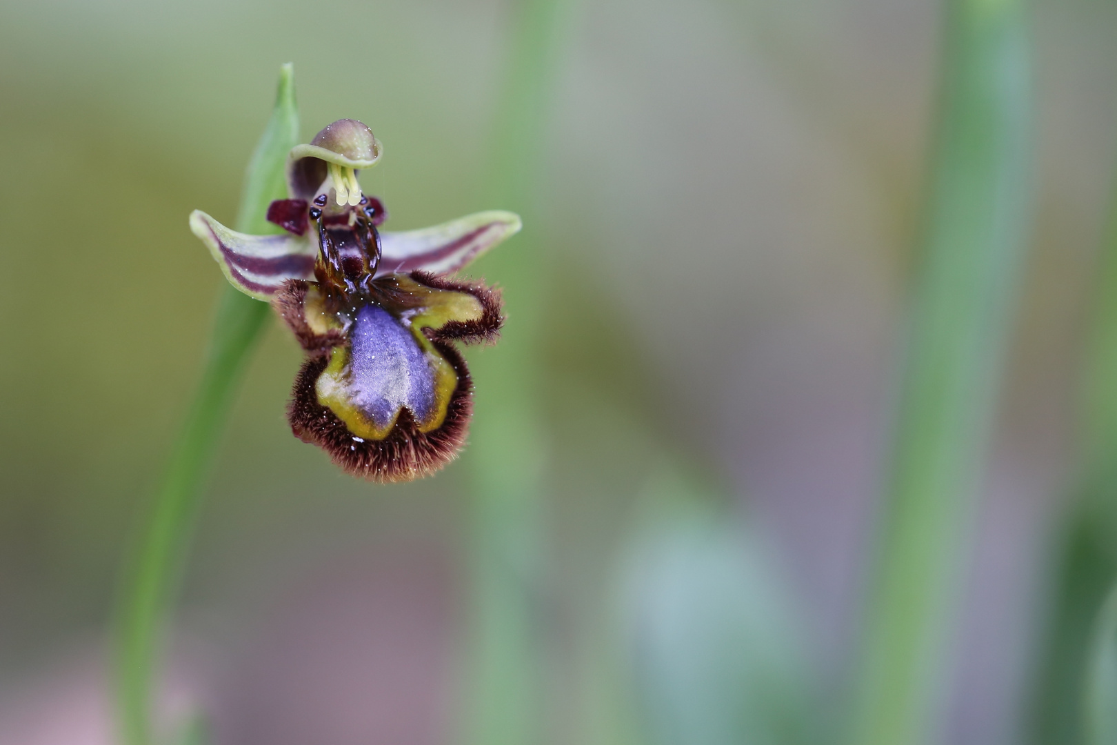 Ophrys speculum