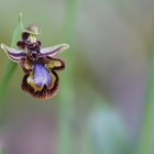 Ophrys speculum