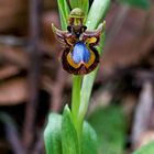 Ophrys speculum