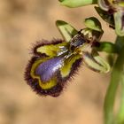 Ophrys speculum 