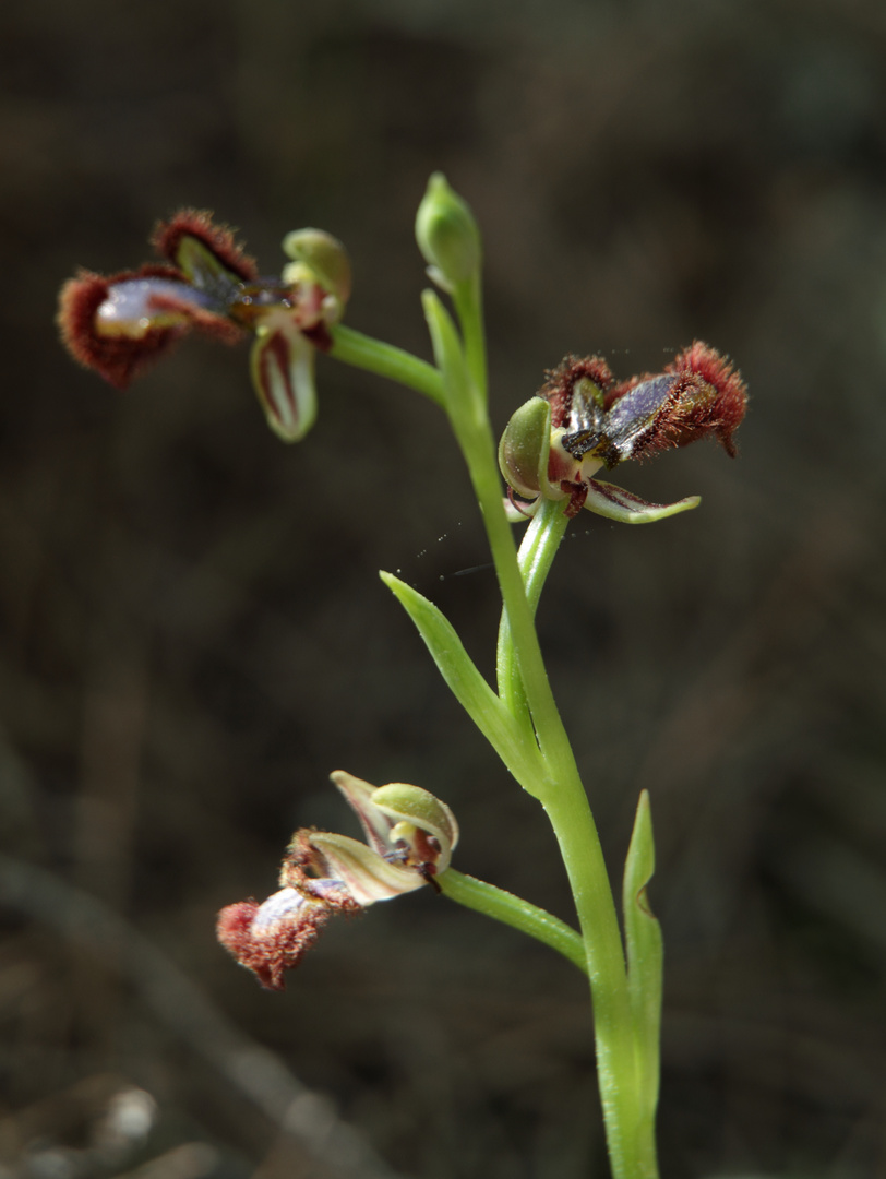 OPHRYS SPECULUM