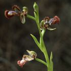 OPHRYS SPECULUM