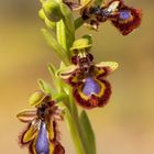 Ophrys speculum