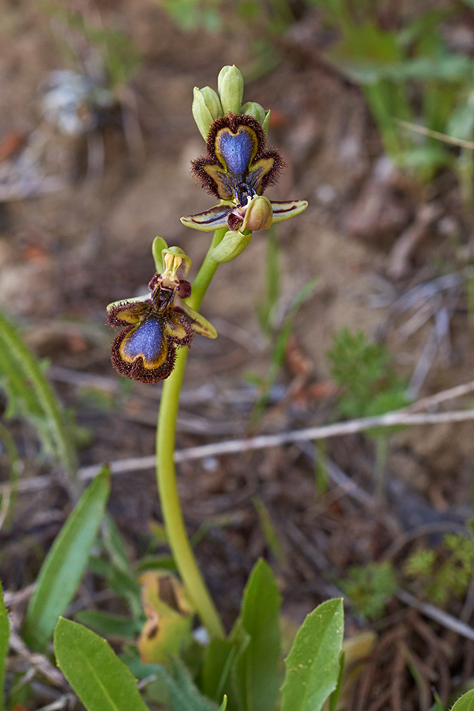 Ophrys speculum (Spiegel-Ragwurz)