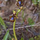 Ophrys speculum (Spiegel-Ragwurz)