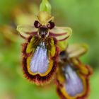 Ophrys speculum, Spiegel-Ragwurz