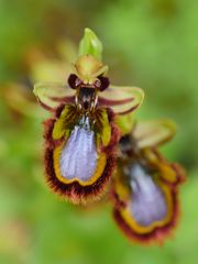 Ophrys speculum, Spiegel-Ragwurz