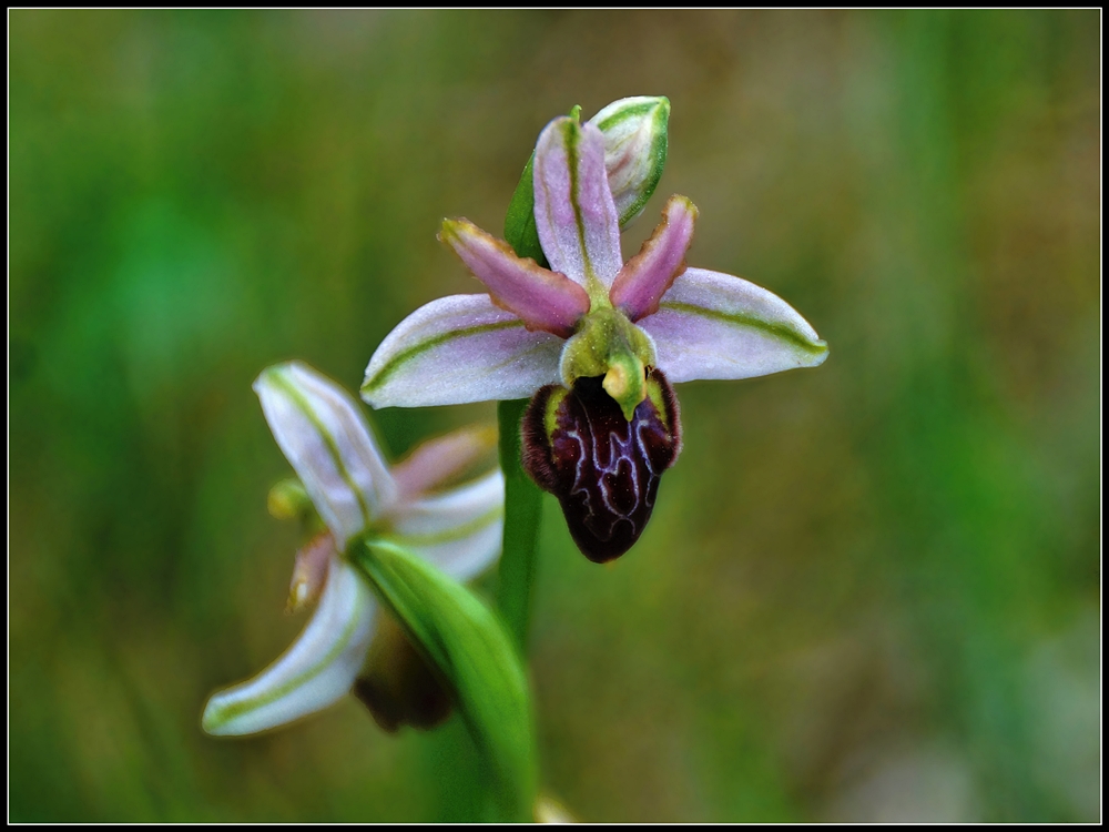 Ophrys sphecodes