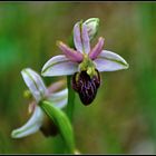 Ophrys sphecodes