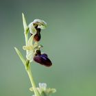 Ophrys sphegodes