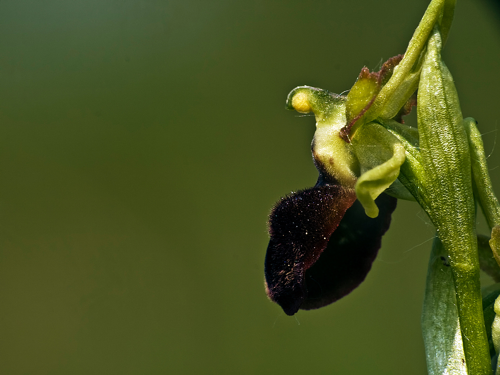 Ophrys sphegodes