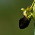 Ophrys sphegodes