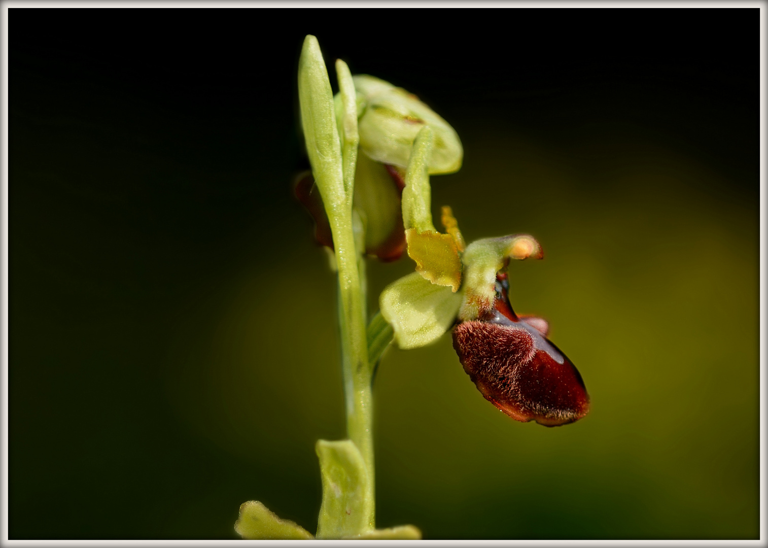 .....Ophrys sphegodes