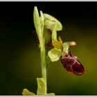 .....Ophrys sphegodes