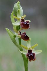 Ophrys sphegodes in Thüringen-2.5.10