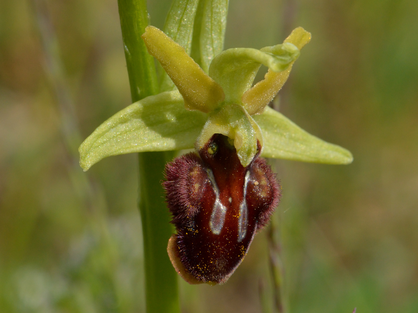 Ophrys sphegodes, Spinnen-Ragwurz