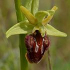 Ophrys sphegodes, Spinnen-Ragwurz