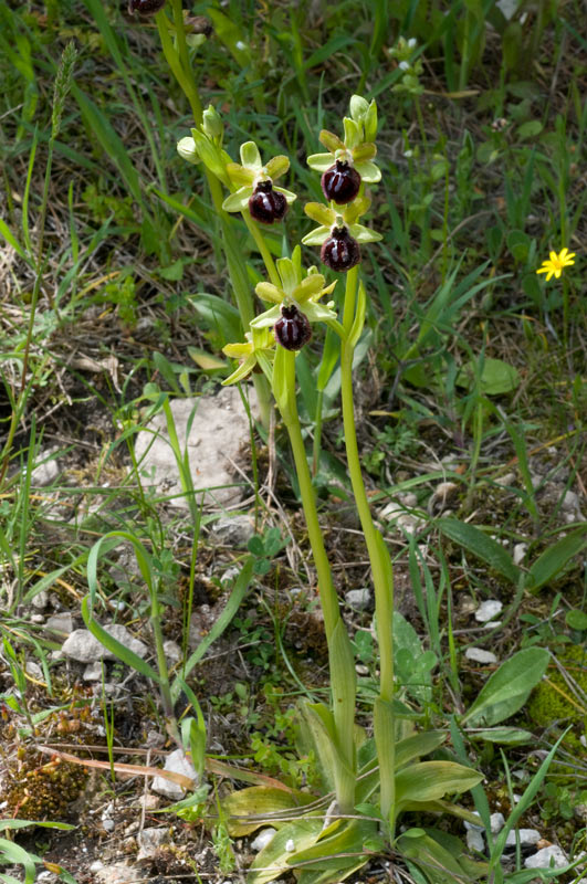 Ophrys sphegodes subsp. garganica