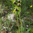 Ophrys sphegodes subsp. garganica