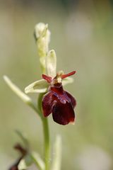 Ophrys sphegodes+O.insectifera am 22.5.09 um Göttingen