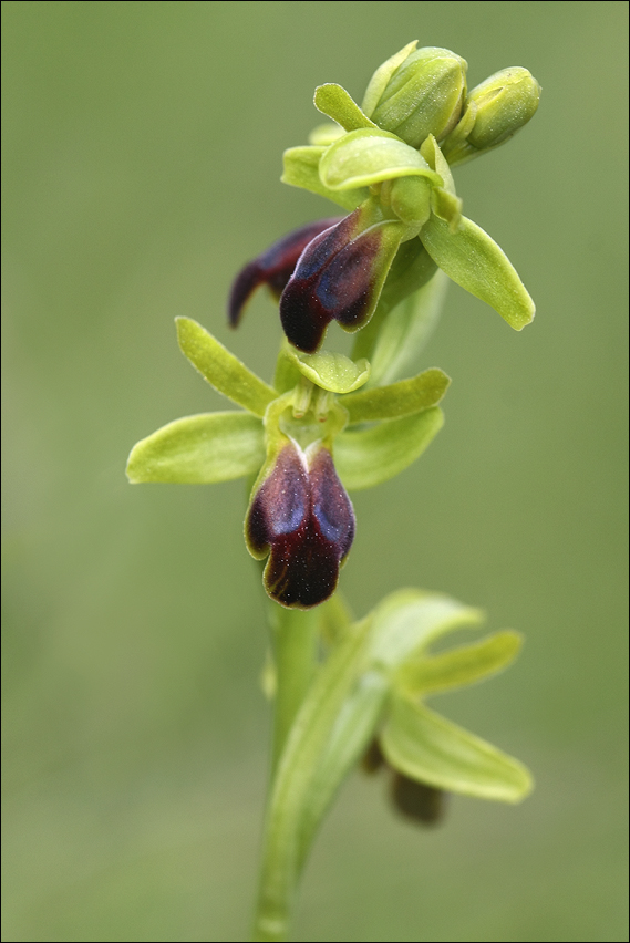 Ophrys Sulcata 