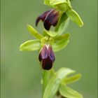 Ophrys Sulcata 