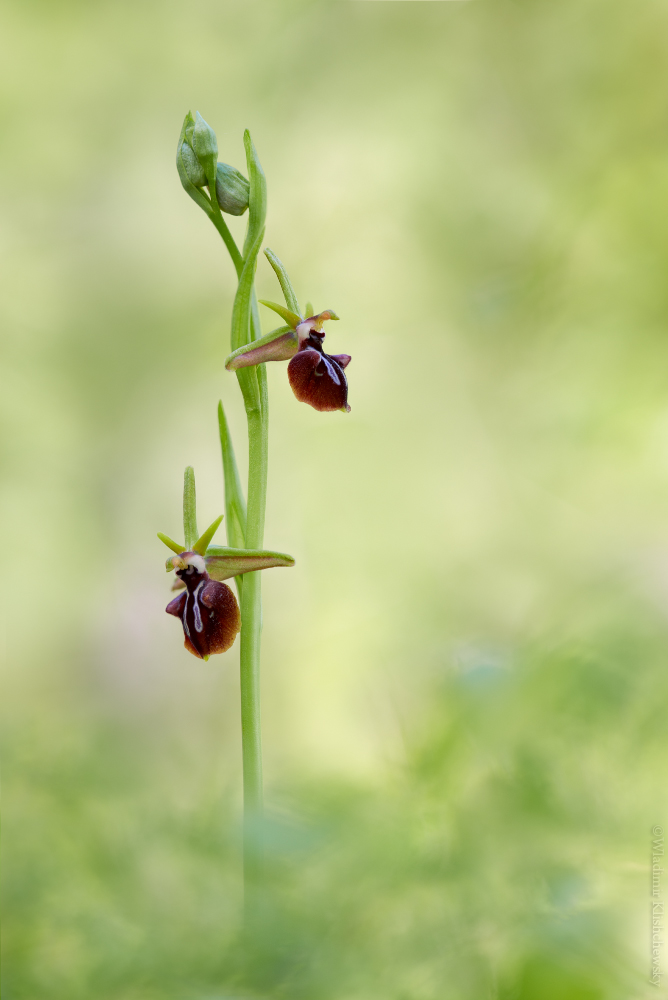 Ophrys taurica