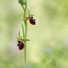 Ophrys taurica