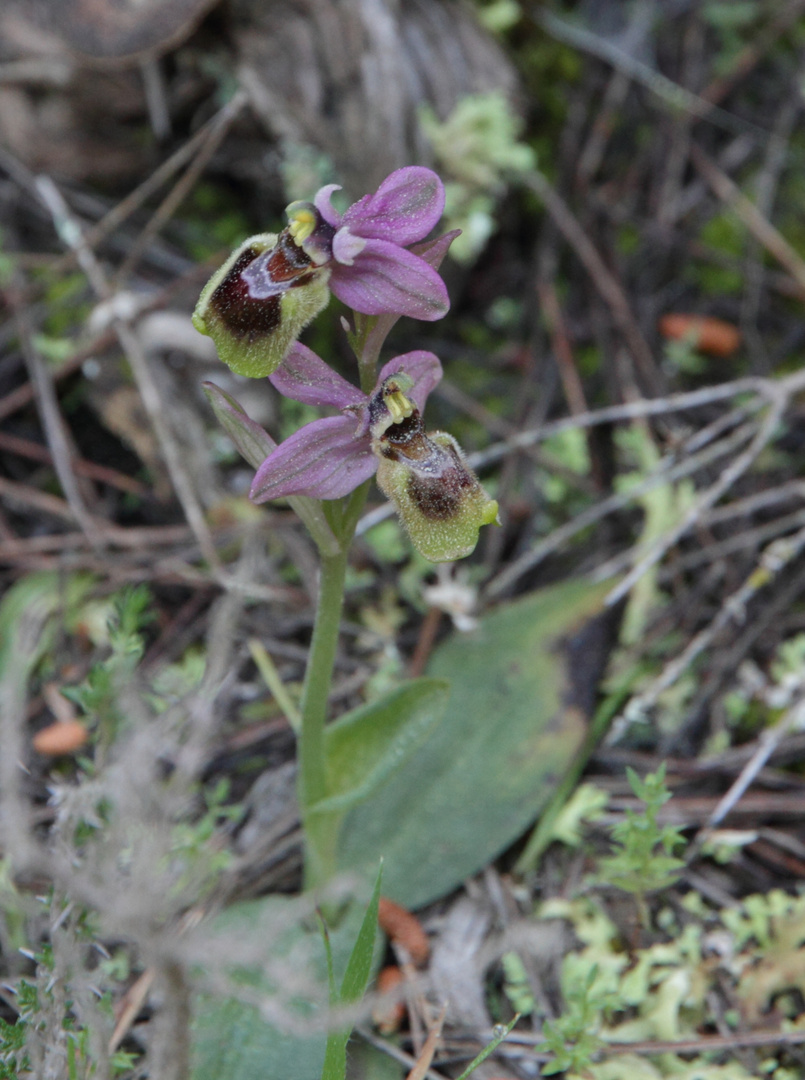 OPHRYS TENTHDEDINIFERA